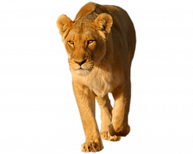 lioness images hd download png