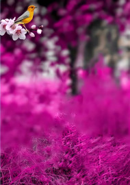 Little bird hd cb editing background