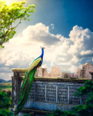 Little Janmashtami Editing Background