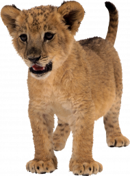 Little lion hd transparent png