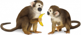 Little monkey png