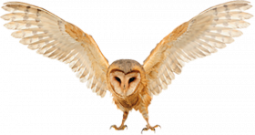 Little owl png transparent background