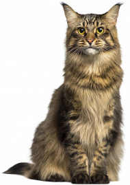 looking Cat Png Transparent Background