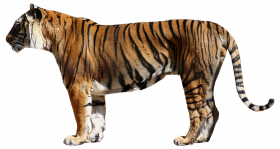 Looking tiger Tiger Transparent Background
