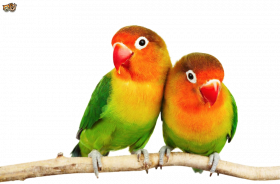 Love birds PNG Transparent Images Free Download
