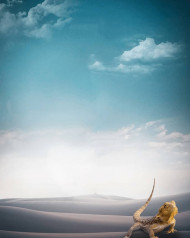 Lucky desigen editing background (3)