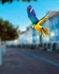 macaw editing background