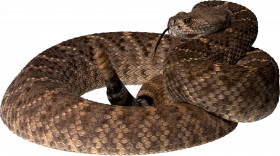 Mamba snake png