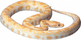 Mamba snake png (2)