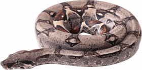 Mamba snake png
