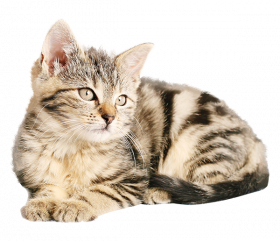 Meau  Transparent Background Cat Png, Png Download