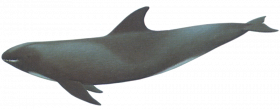 Melon headed Whale copy