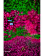 Miss you cb editing background photoshop