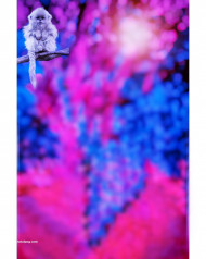 Monkey cb editing background,Full hd cb editing background