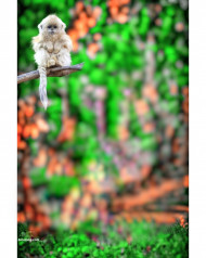 Monkey cb photo editing background