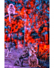 Monkey cb photo editing background Images