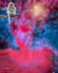 Monkey full hd cb editing background