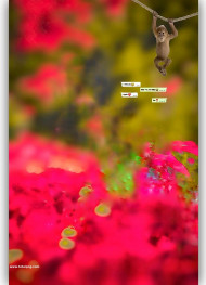 Monkey hd cb editing background snapseed