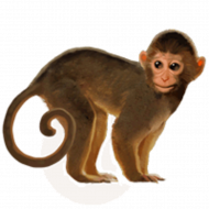 monkey png