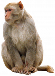 monkey png picture   hd png