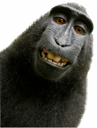 Monkey selfie transprent background png