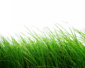 Natural Grass Png Top