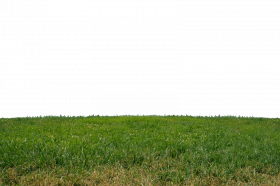 Natural Grass Png Top View