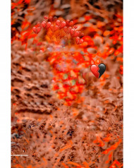 Nature cb editing background