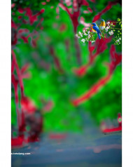 Nature photoshop hd cb editing background