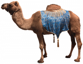 new camel png transparent background