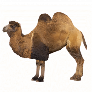 New hd camel hd png