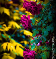 New Hd Cb Editing Background 2022 (