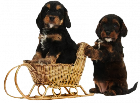 New Hd Little Dog Png Download Free (2)