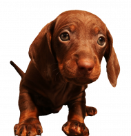 New Hd Little Dog Png Download Free (4)