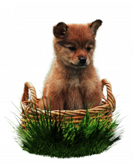 New Hd Little Dog Png Download Free (5)