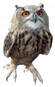 New hd owl transparent png