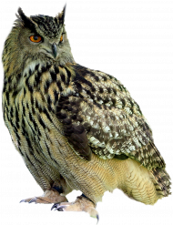 New hd owl transparent png image