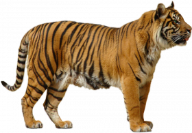 New hd tiger transparent png image