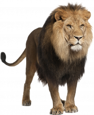 New hd transparent png