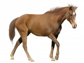 New horse png hd images
