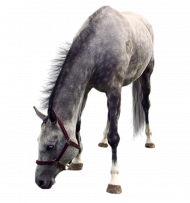 New Horse png image image with transparent background