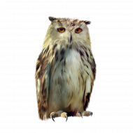 New owl png transparent background