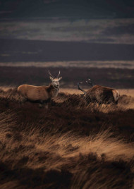 New sun set editing background download