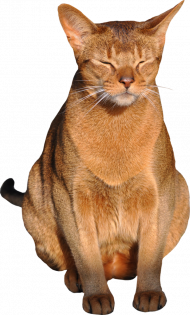 New  Transparent Background Cat Png, Png Download