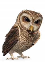 Old Brown owl png transparent background