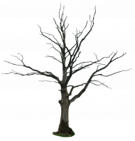 Old wood transparent png