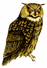 Owl clipart pngf