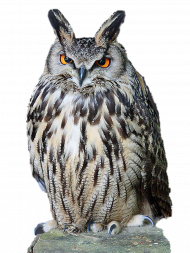 Owl Download PNG