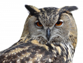 Owl face png image