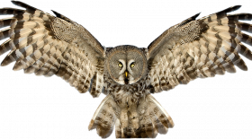 Owl hd png